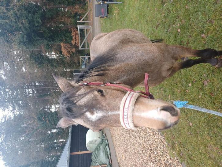 Mooie  d  sportpony van 3 jaar, Dieren en Toebehoren, Pony's, Hengst