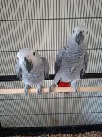 Gris du gabon apprivoisé 13 semaine, Dieren en Toebehoren