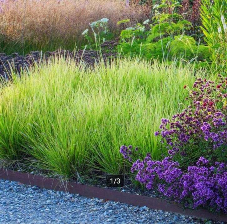Sesleria autumnalis of Blauwgras, Tuin en Terras, Planten | Tuinplanten, Vaste plant, Siergrassen, Volle zon, Ophalen