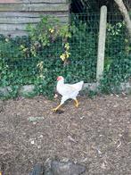 Hanen legkip, Dieren en Toebehoren, Pluimvee