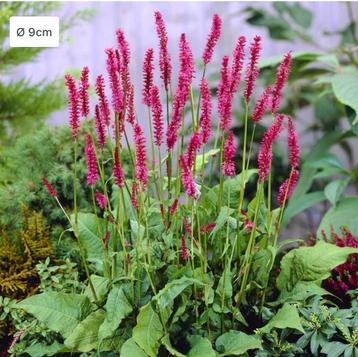 Persicaria amplexicaulis in pot  beschikbaar voor biedingen
