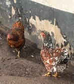 2 wyandotte roodporseleine hennen, Dieren en Toebehoren, Vrouwelijk, Kip