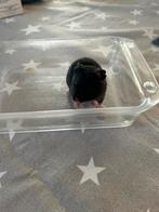 Goudhamster geboren 26/10, Ophalen, Zo goed als nieuw