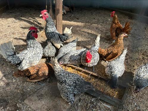 Sebright zilverzwart en goudzwart, Dieren en Toebehoren, Pluimvee