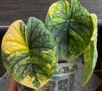 Alocasia Melo variegata knollen bulbs corms, Huis en Inrichting, Ophalen of Verzenden