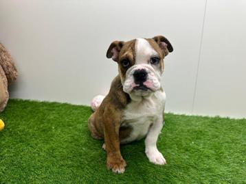 Engelse Bulldog pups beschikbaar voor biedingen