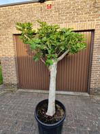 Dikke vijgenboom te koop., Ophalen