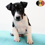 Engelse Fox(gladhaar Fox Terriër) reutjes te koop (Belgisch), Dieren en Toebehoren, België, CDV (hondenziekte), 8 tot 15 weken