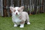 Prachtige welsh corgi cardigan pups, Dieren en Toebehoren, België, Overige rassen, CDV (hondenziekte), 8 tot 15 weken
