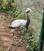 Jufferkraanvogel 2025, Geslacht onbekend, Overige soorten