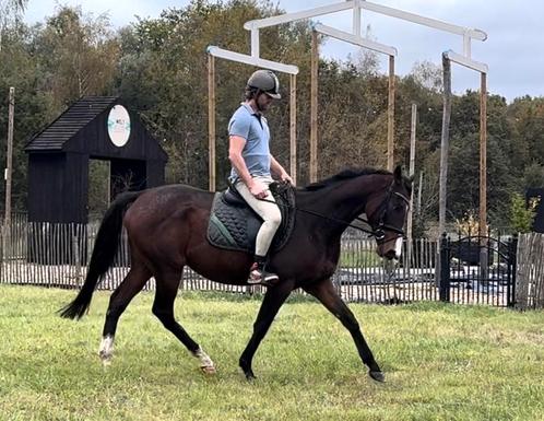 4 jarige dapper ruin VANDAAG OPHALEN ️, Dieren en Toebehoren, Paarden, Ruin