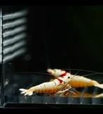 Crystal red pure red line garnalen caridina, Animaux & Accessoires, Poissons | Poissons d'aquarium