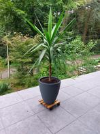 Yucca, Enlèvement, Plante fixe