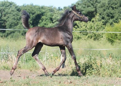 Arabische volbloed hengstje 2025, Dieren en Toebehoren, Paarden, Hengst, Niet van toepassing, 0 tot 2 jaar, Met stamboom, Gechipt