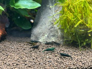 Green jade siergarnalen beschikbaar voor biedingen