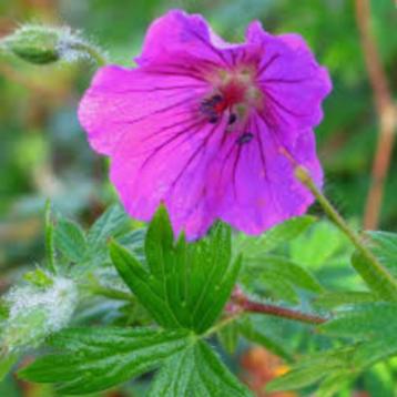 Geranium Tiny Monster beschikbaar voor biedingen