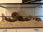 Kooi voor gerbil of hamster 1m x 50cm, Dieren en Toebehoren, Knaagdieren en Konijnen | Hokken en Kooien, Kooi, Gebruikt, Hamster