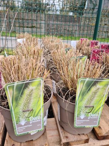 Pennisetum alop. Hameln - lampenpoetsergras  beschikbaar voor biedingen