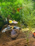 Guppy vissen mannetjes en vrouwtjes, Animaux & Accessoires, Poissons | Poissons d'aquarium