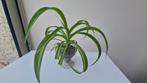Chlorophytum comosum (Spider Plant), Ophalen of Verzenden