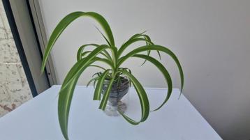 Chlorophytum comosum (Spider Plant) beschikbaar voor biedingen