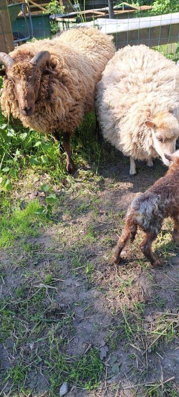 Chocoladebruin ram (1jr) ter adoptie, Mâle, Mouton, 0 à 2 ans