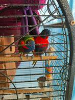 Lory van de blauwe bergen baby, Dieren en Toebehoren, Papegaai, Pratend