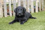 Prachtige Zwarte Labrador pups, België, CDV (hondenziekte), 8 tot 15 weken, Labrador retriever