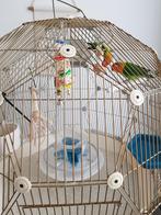 Inséparables + cage + accessoires, Animaux & Accessoires, Oiseaux | Cages & Volières, Comme neuf, Enlèvement ou Envoi