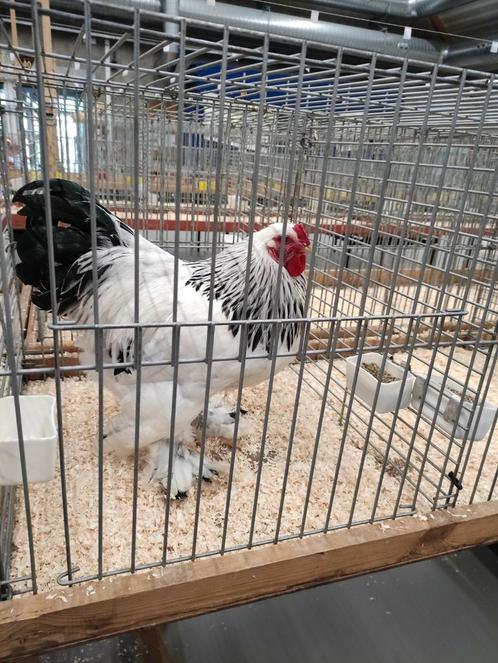 Prachtige Brahma Krielkippen te koop!, Dieren en Toebehoren, Pluimvee