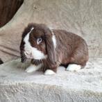 Knappe bewezen ram te koop, Dieren en Toebehoren, Konijnen, Mannelijk, Klein, Hangoor, 0 tot 2 jaar