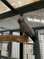 Grijze roodstaart pop en man, Plusieurs animaux, Perroquet, Bagué