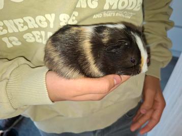 Nog 1 mooi cavia jongetje beschikbaar beschikbaar voor biedingen