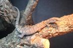 2.0 Varanus gilleni, Animaux & Accessoires, Reptiles & Amphibiens, Domestique, Lézard, 0 à 2 ans