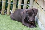 Prachtige chocolade labrador pups, Dieren en Toebehoren, België, CDV (hondenziekte), 8 tot 15 weken, Labrador retriever