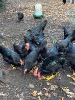 Zwarte leghorn kip, Meerdere dieren, Kip