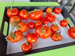 De perfecte tomaten 1€/kg, Diversen, Levensmiddelen, Ophalen of Verzenden
