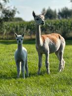 Bonte alpaca merrie met wit hengstveulen, Dieren en Toebehoren, Overige Dieren, Oktober, Meerdere dieren