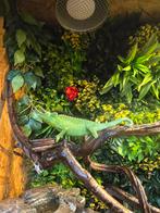 Koppel Jackson's Chameleon, Trioceros jacksonii, Animaux & Accessoires, Reptiles & Amphibiens, Amphibien
