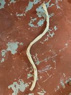 Terrarrium takken + groot stuk schors, Dieren en Toebehoren, Reptielen en Amfibieën | Toebehoren, Ophalen, Nieuw, Tak, Plant, Rots of Steen