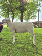 Stamboek Swifter ooi, Dieren en Toebehoren, Vrouwelijk, Schaap, 0 tot 2 jaar
