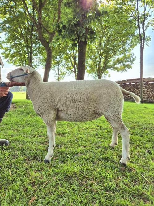 Stamboek Swifter ooi, Dieren en Toebehoren, Schapen, Geiten en Varkens, Schaap, Vrouwelijk, 0 tot 2 jaar