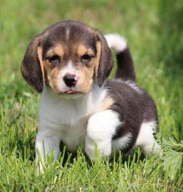 Beagle pups beschikbaar voor biedingen