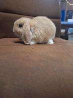 Nederlandse hangoordwerg ram (nhd), Mâle, Nain, Oreilles tombantes, 0 à 2 ans