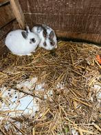 Jonge dwergkonijnen, Dieren en Toebehoren, Konijnen