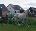 Veulen spring, Dieren en Toebehoren, Paarden, Springpaard, 0 tot 2 jaar, Hengst, 170 tot 175 cm