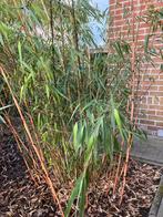 Fargesia scabrida en bambou non envahissante, Jardin & Terrasse, Plantes | Jardin, Enlèvement