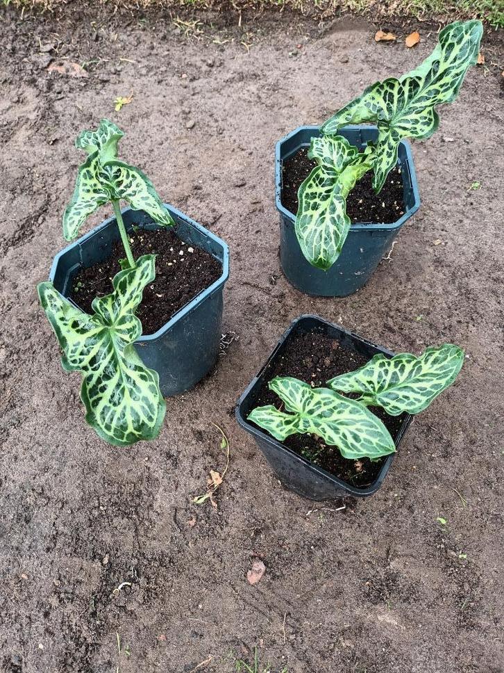 Arum Italicum, Tuin en Terras, Planten | Struiken en Hagen, Ophalen