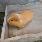 Cavia beertje, Dieren en Toebehoren, September, Cavia