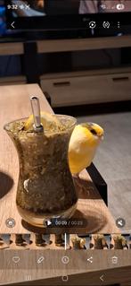 Kanarie man, Dieren en Toebehoren, Mannelijk, Postuurkanarie